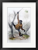 Framed Orangutan