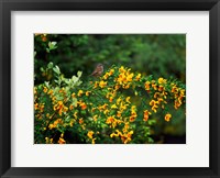 Framed Song Sparrow Bird