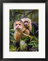 Framed White-Throated Capuchin Monkeys (Cebus capucinus) on tree, Tortuguero, Costa Rica