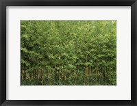 Framed Bamboo Trees in a Forest, Fukuoka, Kyushu, Japan