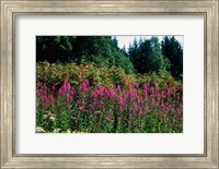 Framed Pink Fireweed Wildflowers, Alaska