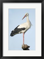 Framed White Stork, Ndutu, Ngorongoro Conservation Area, Tanzania