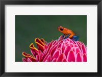 Framed Strawberry Poison-Dart Frog, Sarapiqui, Costa Rica