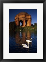 Framed Swans and Palace of Fine Arts