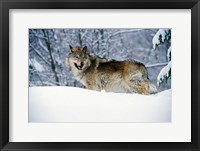 Framed Gray Wolf in Snow