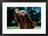 Framed Grizzly Bear On Hind Legs