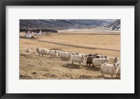 Framed Flock of Sheep, Iceland