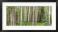 Framed Bow Valley Parkway, Banff National Park, Alberta, Canada