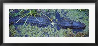 Framed Alligator Swimming in a River, Florida