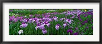 Framed Iris Garden, Nara, Japan