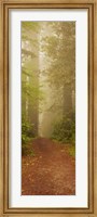 Framed Redwood National Park California