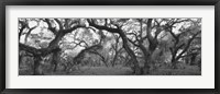 Framed Lake Kissimmee State Park, Florida