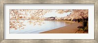 Framed Cherry Blossoms