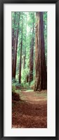 Framed Redwood Trees, St Park Humbolt, CO