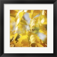 Autumn Photography V Framed Print