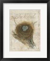 Nest - Blackbird Framed Print