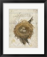 Nest - Sparrow Framed Print