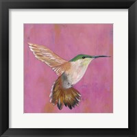 Sweet Hummingbird I Framed Print
