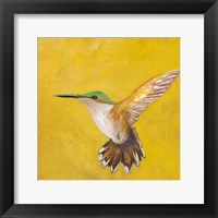 Sweet Hummingbird II Framed Print