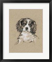 Breed Sketches III Framed Print