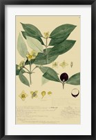 Descubes Foliage & Fruit II Framed Print