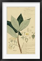 Framed Descubes Foliage & Fruit III