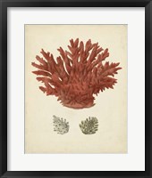 Antique Red Coral III Framed Print