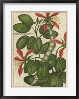 Botanical Study on Linen VI Framed Print
