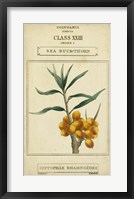 Linnaean Botany III Framed Print
