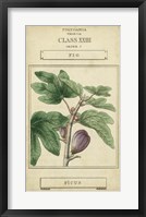 Linnaean Botany VI Framed Print