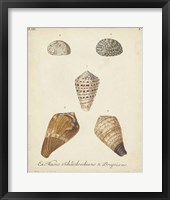 Antique Knorr Shells I Framed Print