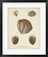 Antique Knorr Shells II Framed Print