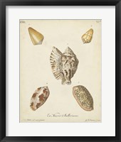 Antique Knorr Shells III Framed Print