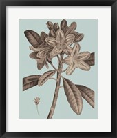 Flowering Trees IV Framed Print