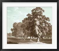 Serene Trees II Framed Print