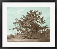 Serene Trees VI Framed Print