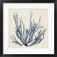 Framed Coastal Seaweed I