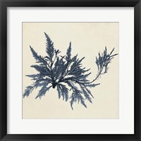 Coastal Seaweed VII Framed Print