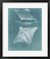 Morning Swim III Framed Print