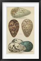 Antique Bird Egg Study I Framed Print