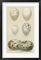 Antique Bird Egg Study II Framed Print