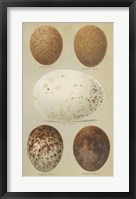 Antique Bird Egg Study III Framed Print