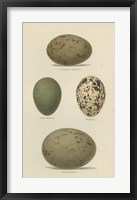 Antique Bird Egg Study V Framed Print