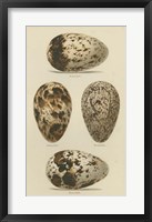 Antique Bird Egg Study VI Framed Print