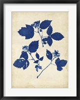 Indigo Leaf Study VI Framed Print