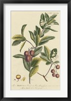 Framed Miller Foliage & Fruit I