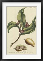 Miller Foliage & Fruit II Framed Print