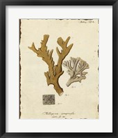 Natura Coral I Framed Print