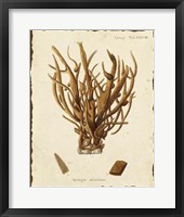 Natura Coral V Framed Print