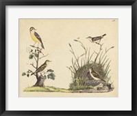 Framed Wrens, Warblers & Nests II